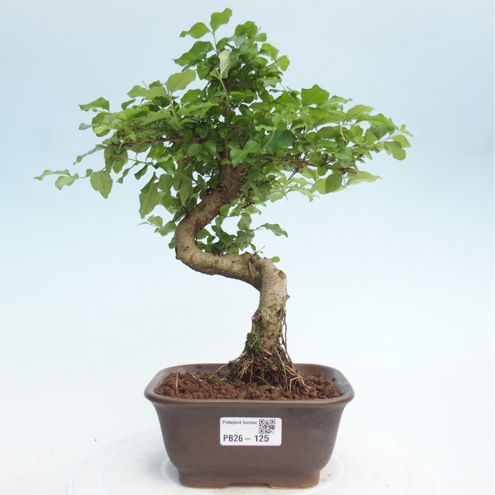 Pokojová bonsai -Ligustrum chinensis - Ptačí zob