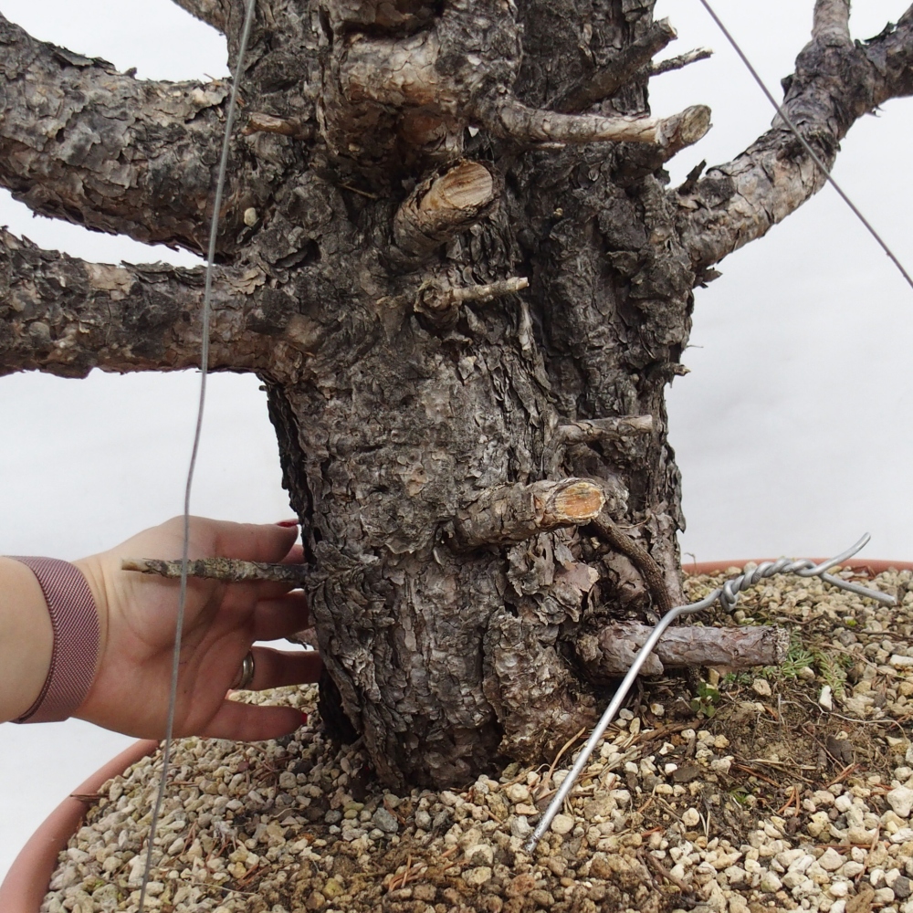 Yamadori - Pinus sylvestris Španělsko