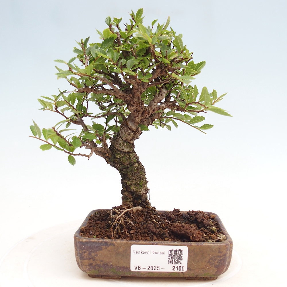 Venkovní bonsai - Zelkova - Zelkova NIRE