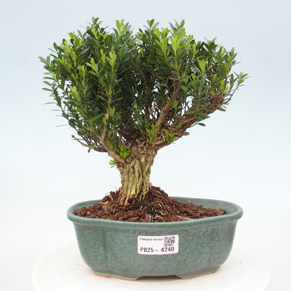 Pokojová bonsai - Buxus harlandii - korkový buxus