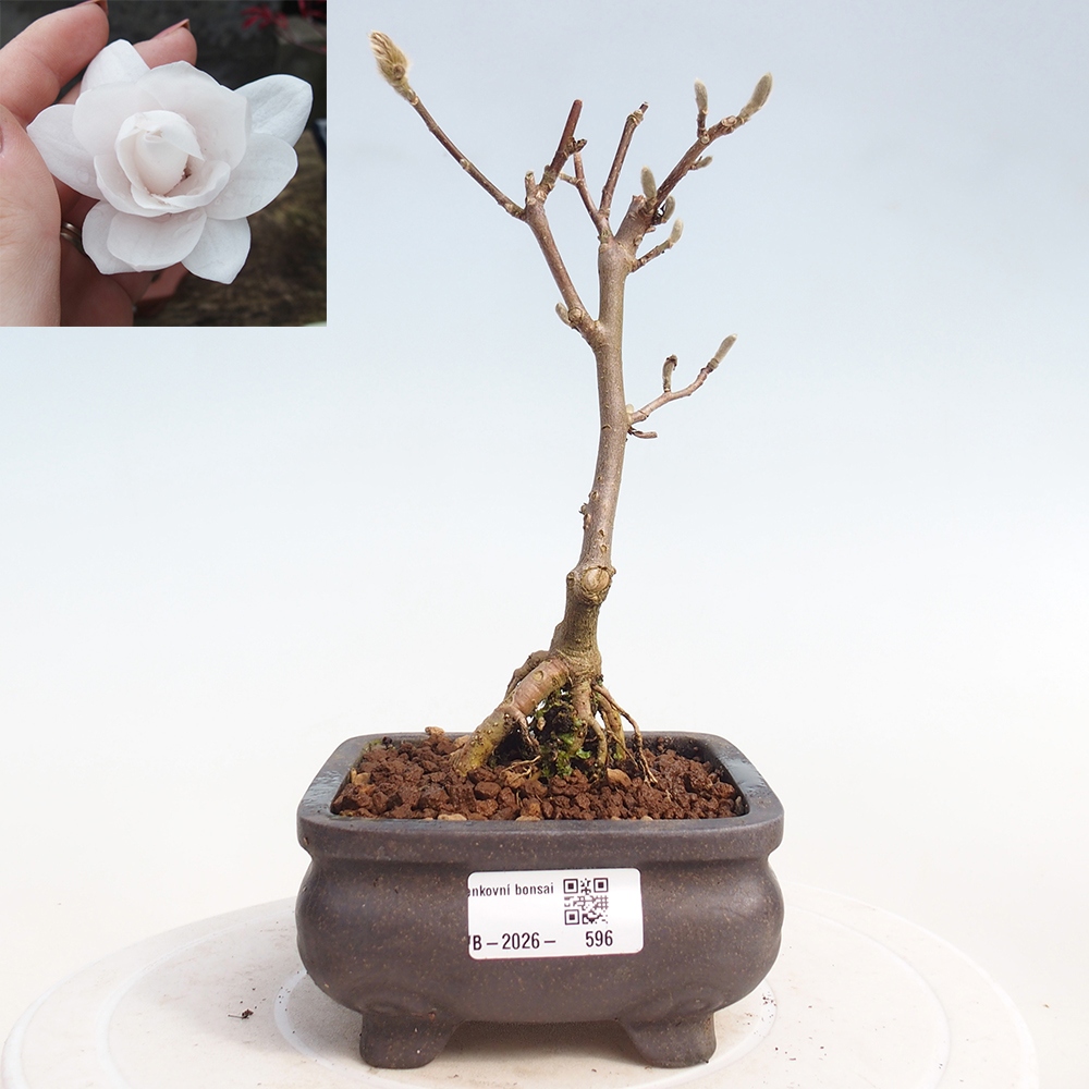 Venkovní bonsai - Magnolia stellata  -  Šácholán hvězdokvětý