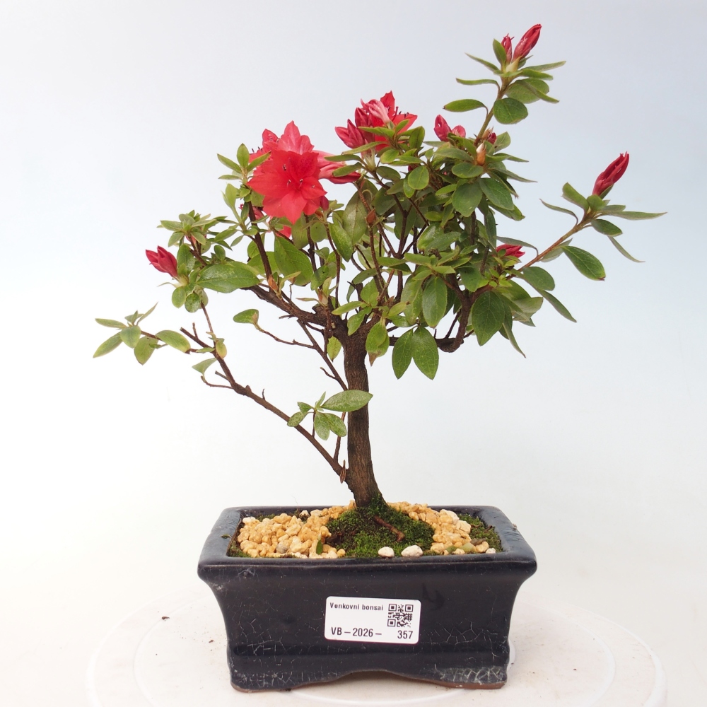 Venkovní bonsai - Japonská azalka - Azalea sp.
