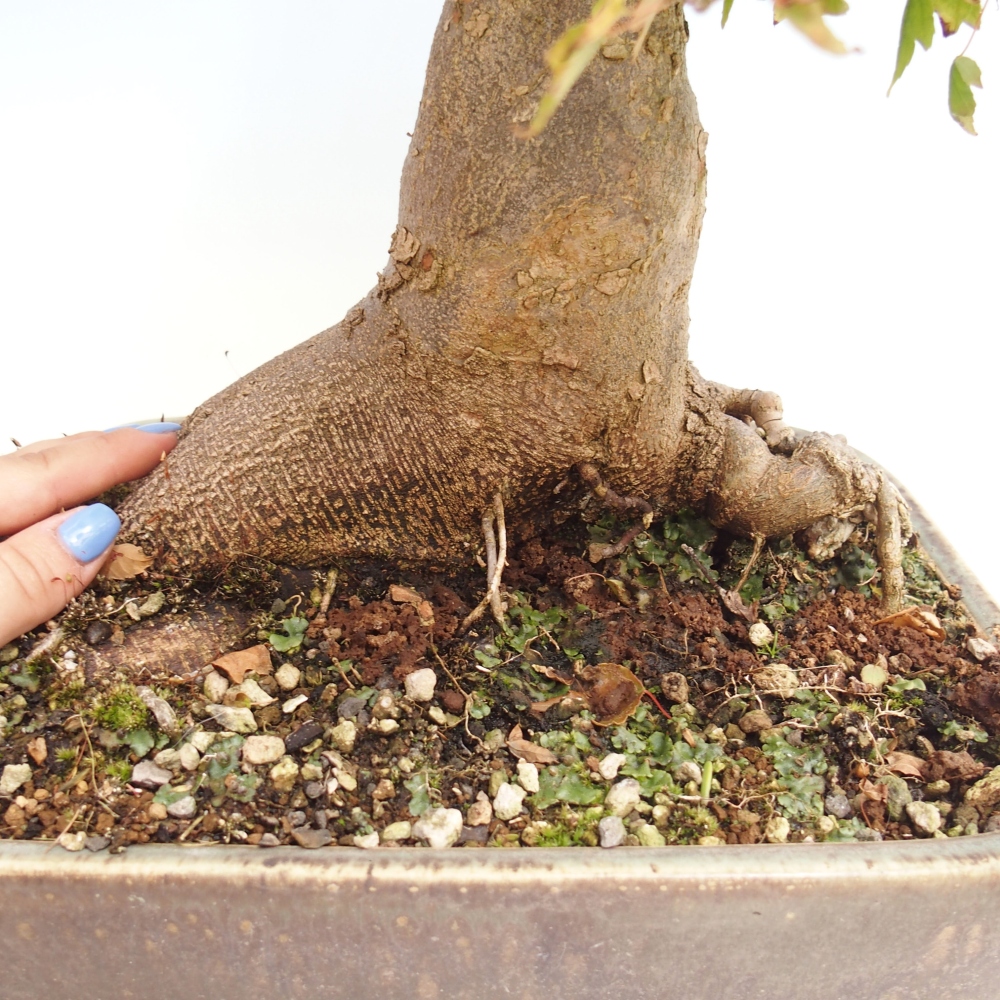 Venkovní bonsai - Acer Buergerianum - Javor Burgerův