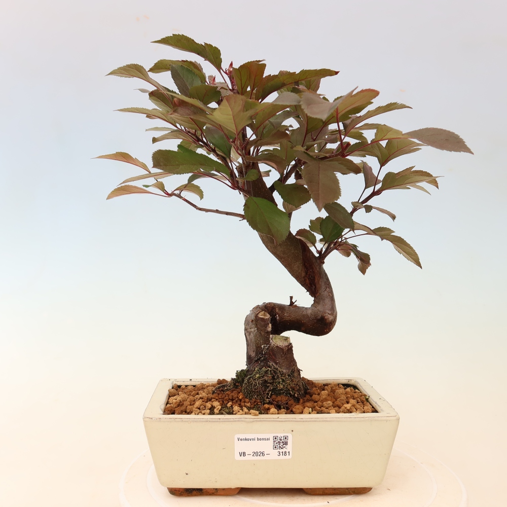 Venkovní bonsai -Malus domestica - Maloplodá jabloň červenolistá