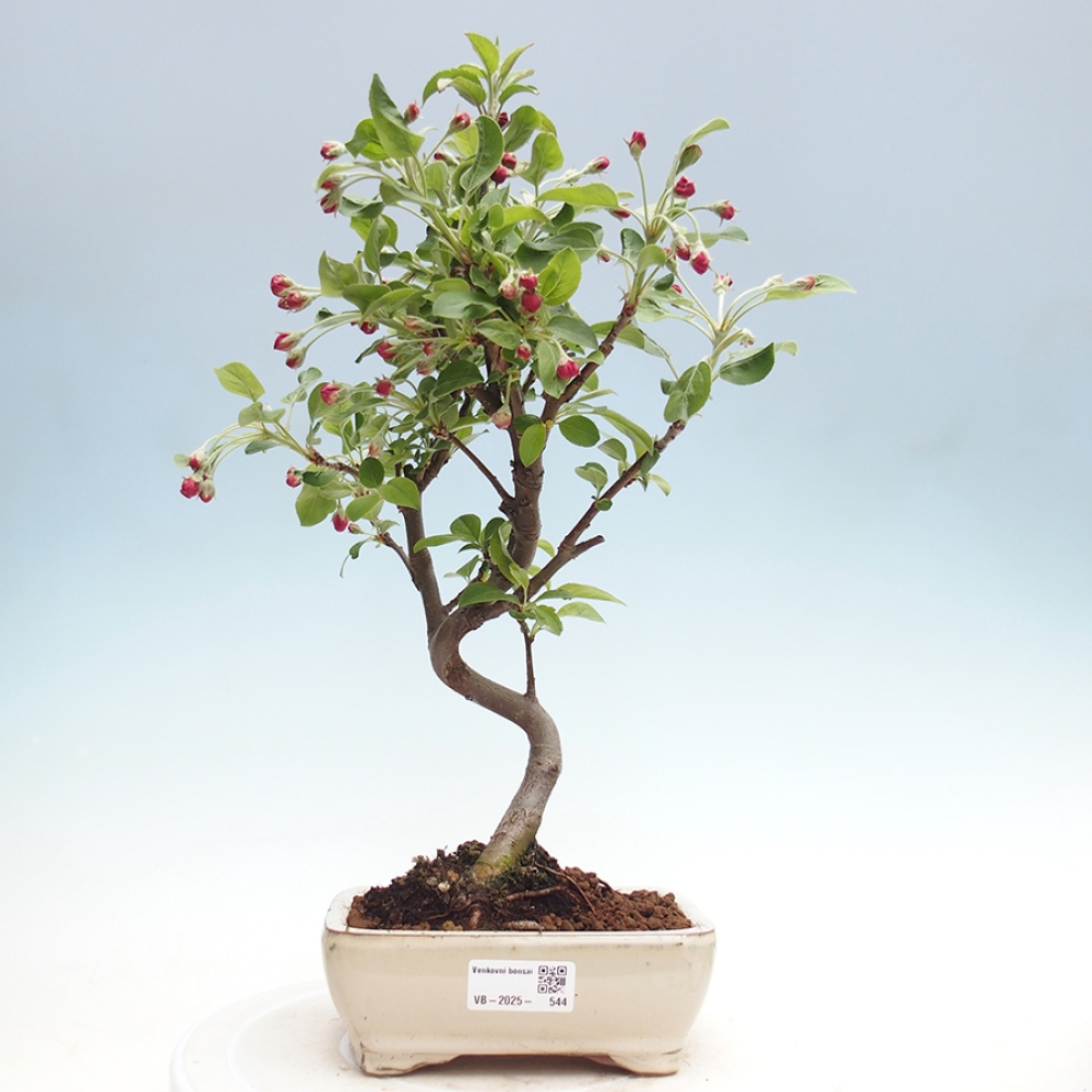 Venkovní bonsai -Malus halliana - Maloplodá jabloň