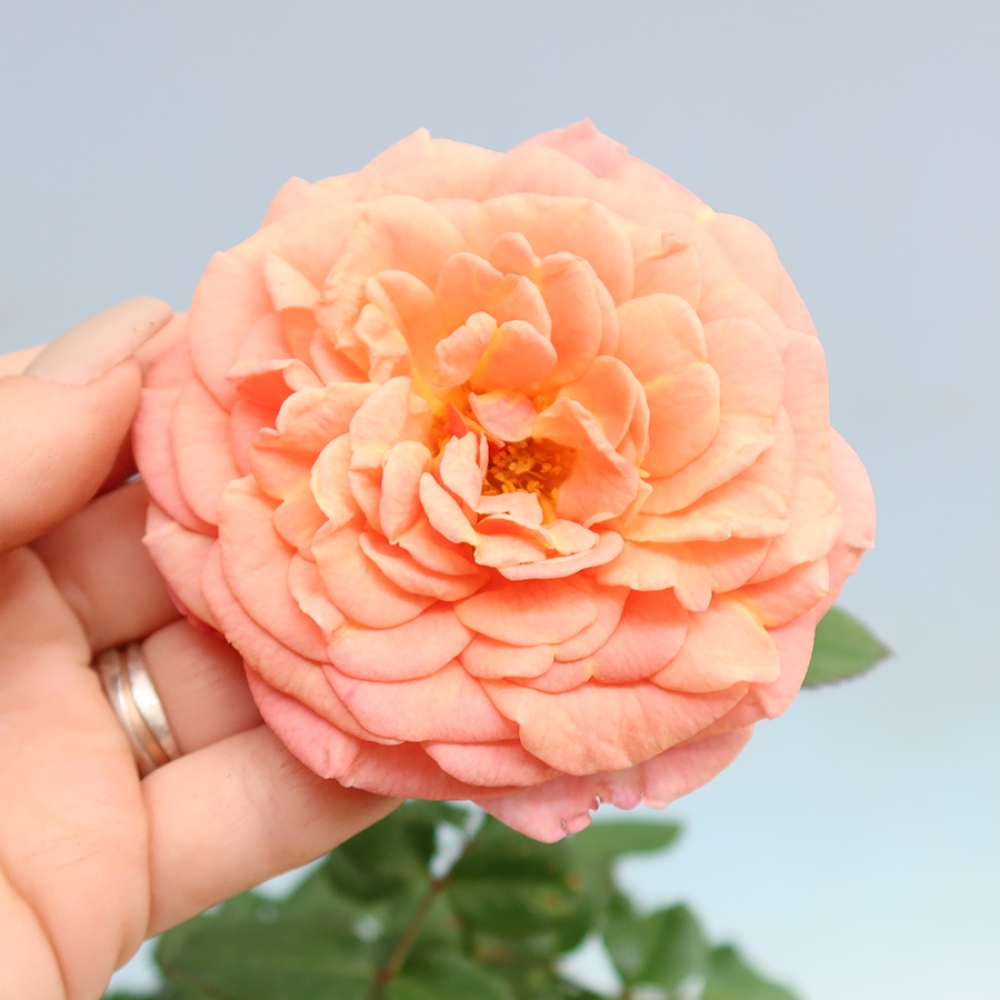 Venkovní bonsai - Rosa Kordes -  růže