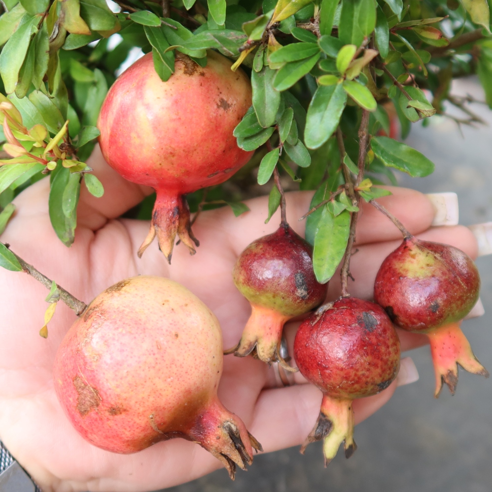 Pokojová bonsai-PUNICA granatum nana-Granátové jablko