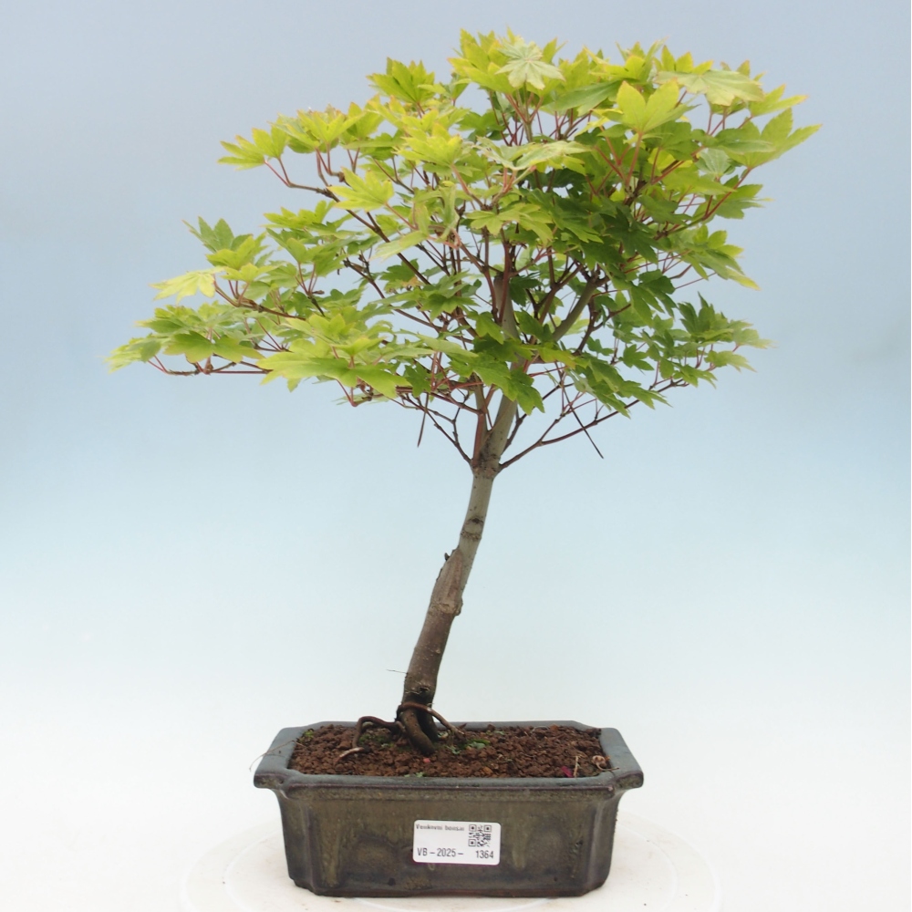 Venkovní bonsai - Javor palmatum katsura GISAN - Javor dlanitolistý