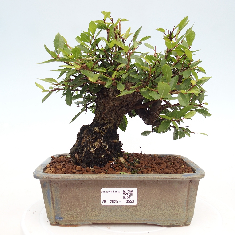 Venkovní bonsai - Zelkova - Zelkova NIRE
