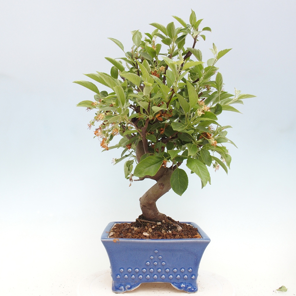 Venkovní bonsai -Malus halliana - Maloplodá jabloň