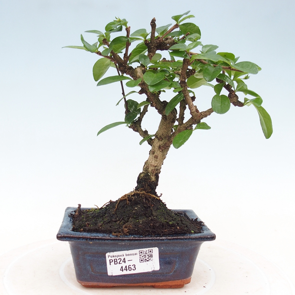Pokojová bonsai - Carmona macrophylla - Čaj fuki
