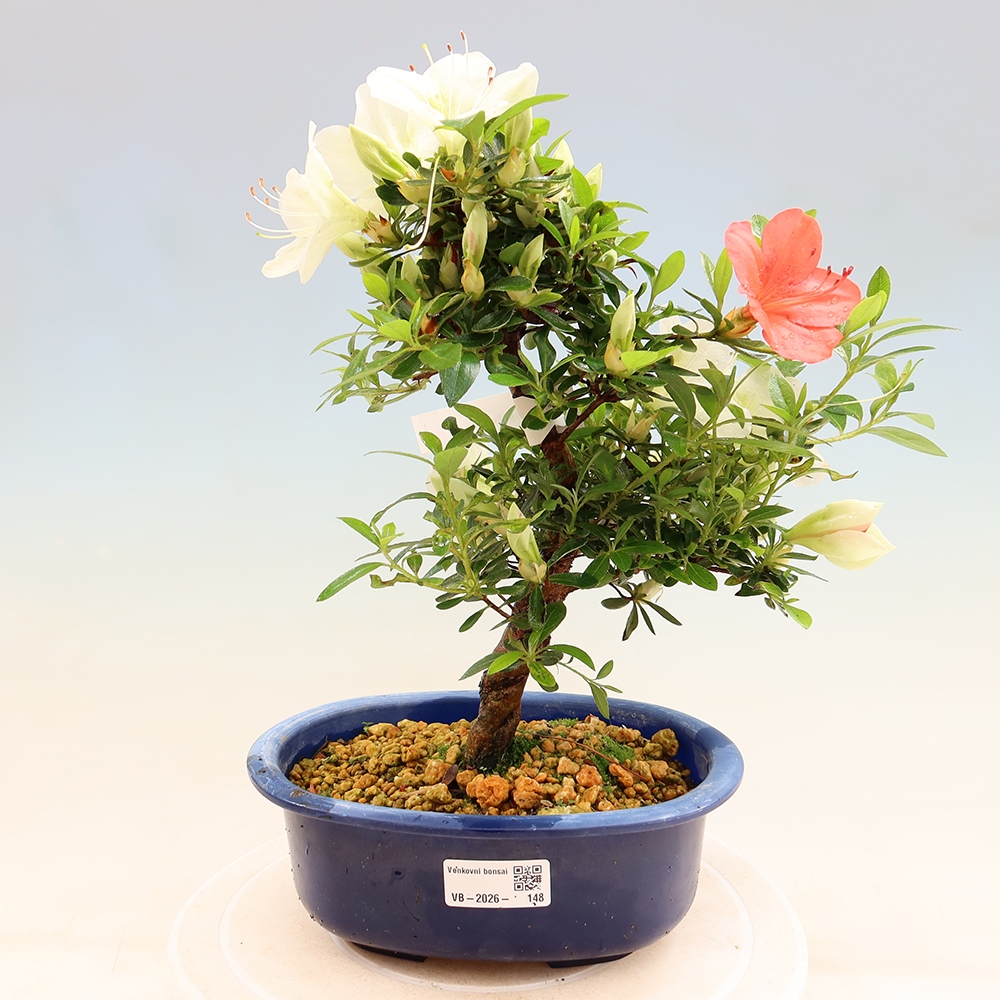 Venkovní bonsai - Japonská azalka - Azalea Asahi-no-izumi