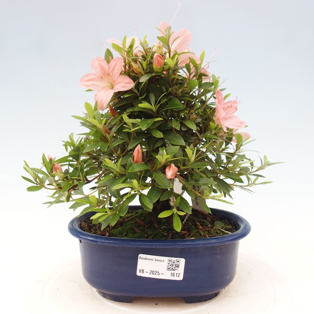 Venkovní bonsai - Japonská azalka - Azalea Nikko
