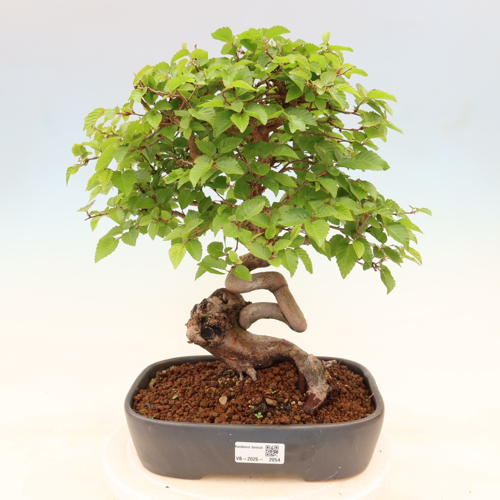 Venkovní bonsai -Carpinus coreana - Habr korejský