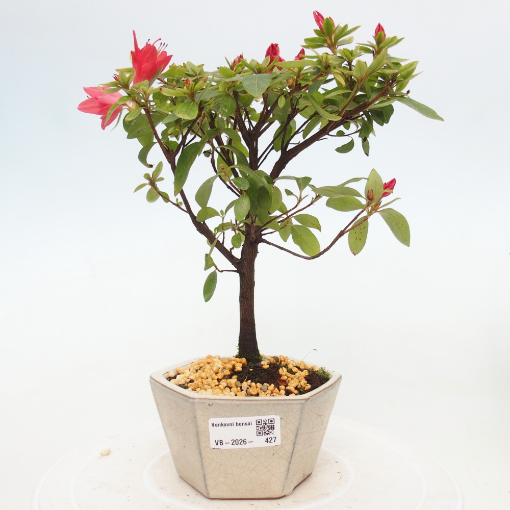 Venkovní bonsai - Japonská azalka - Azalea sp.