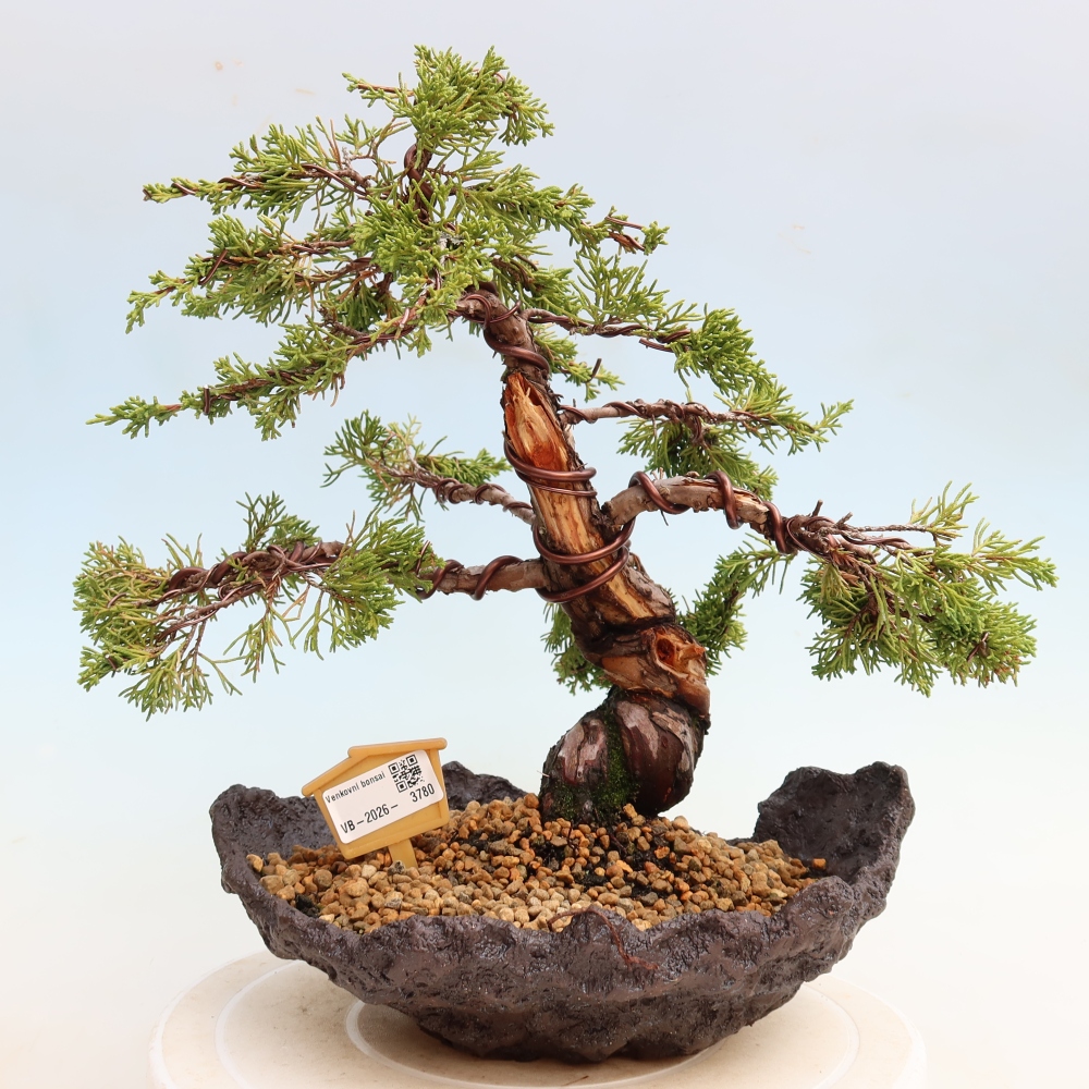 Venkovní bonsai - Juniperus chinensis Itoigawa-Jalovec čínský