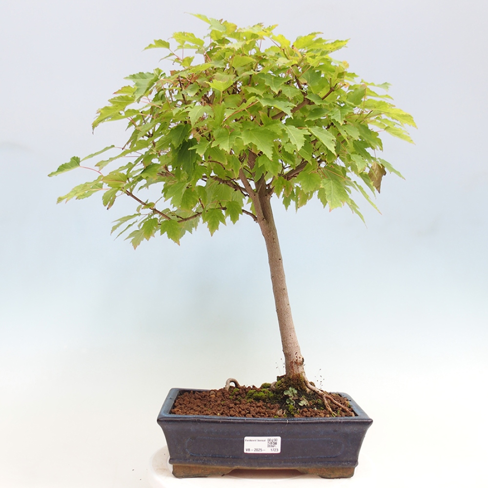 Venkovní bonsai - Acer ginala - Javor ohnivý