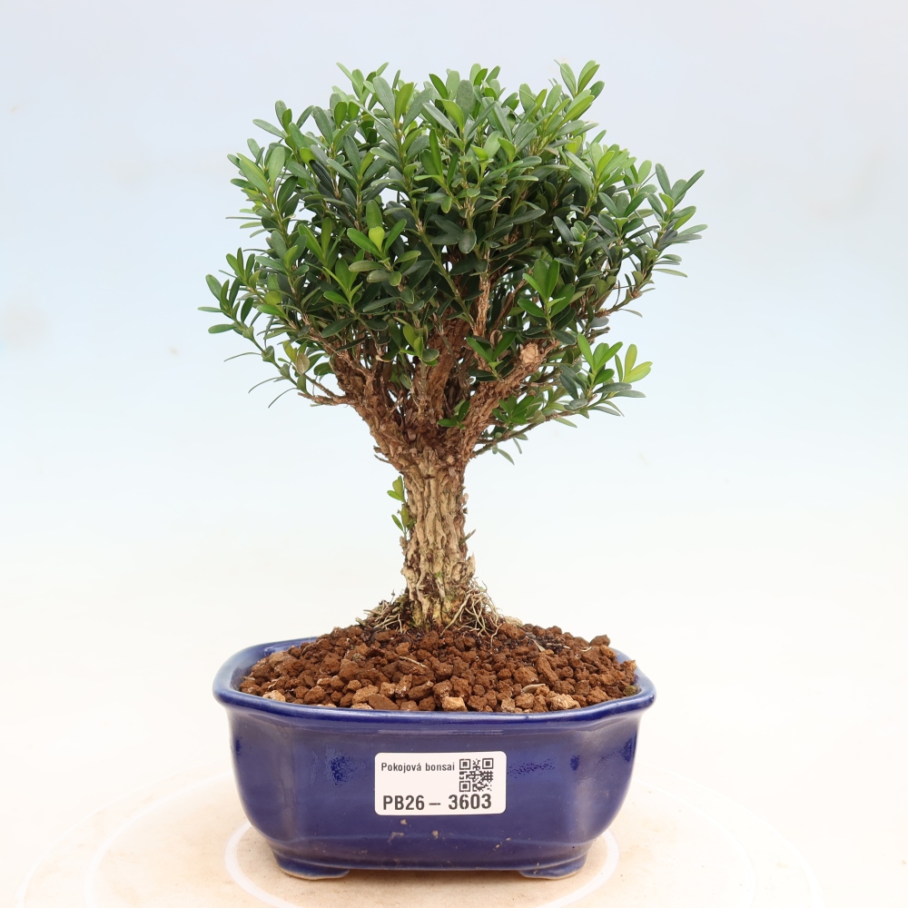 Pokojová bonsai - Buxus harlandii -korkový buxus