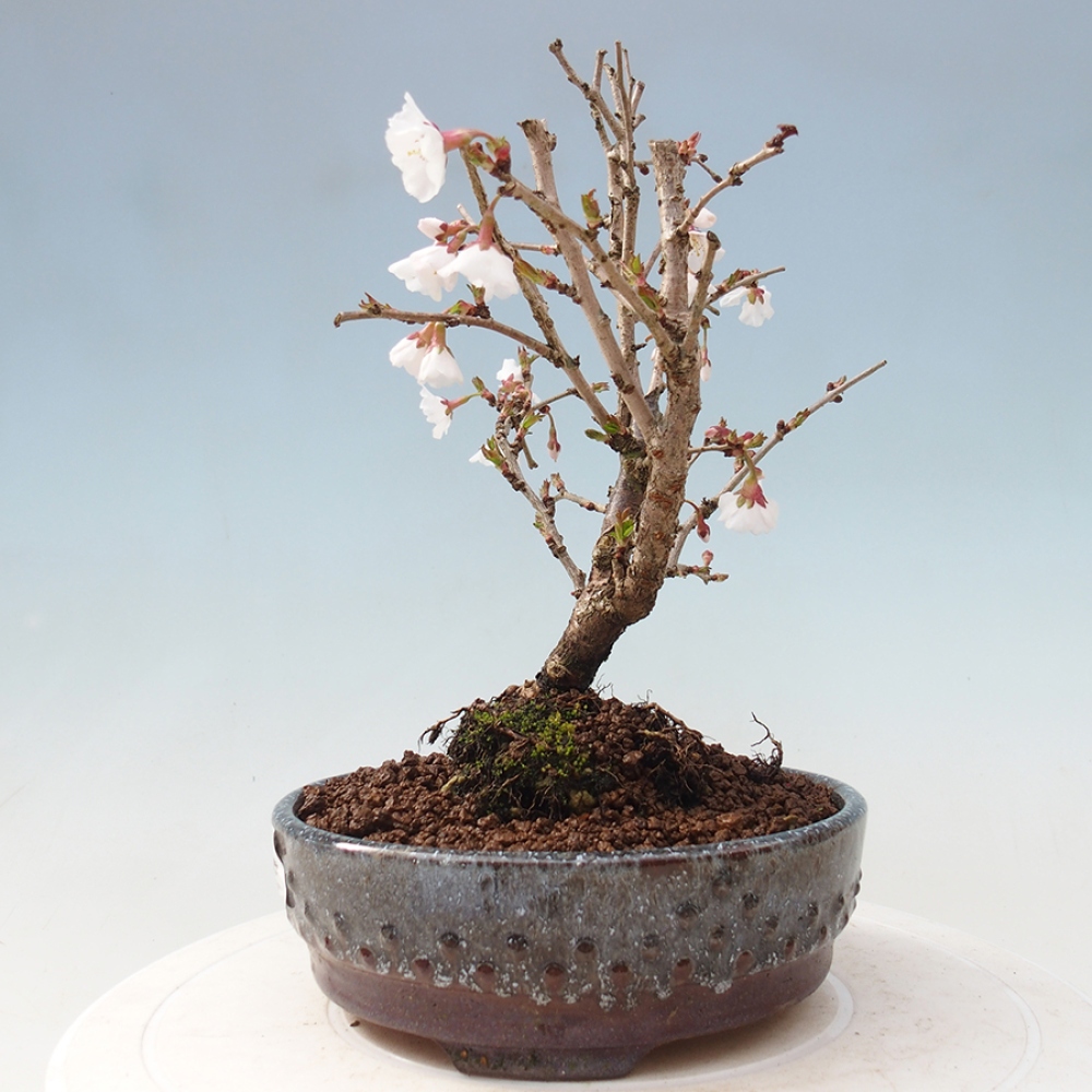 Venkovní bonsai - Prunus incisa Kojou-no mai-Slivoň vyříznutá