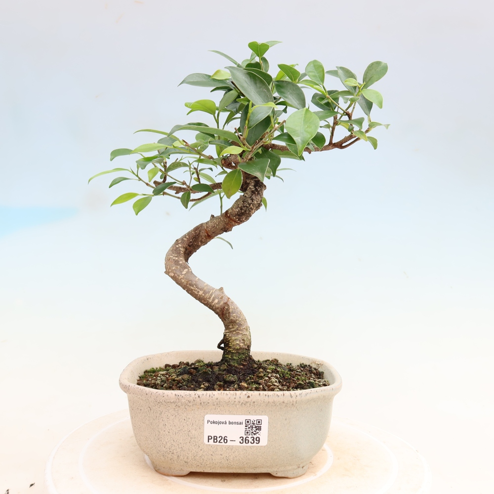 Pokojová bonsai - Ficus kimmen -  malolistý fíkus