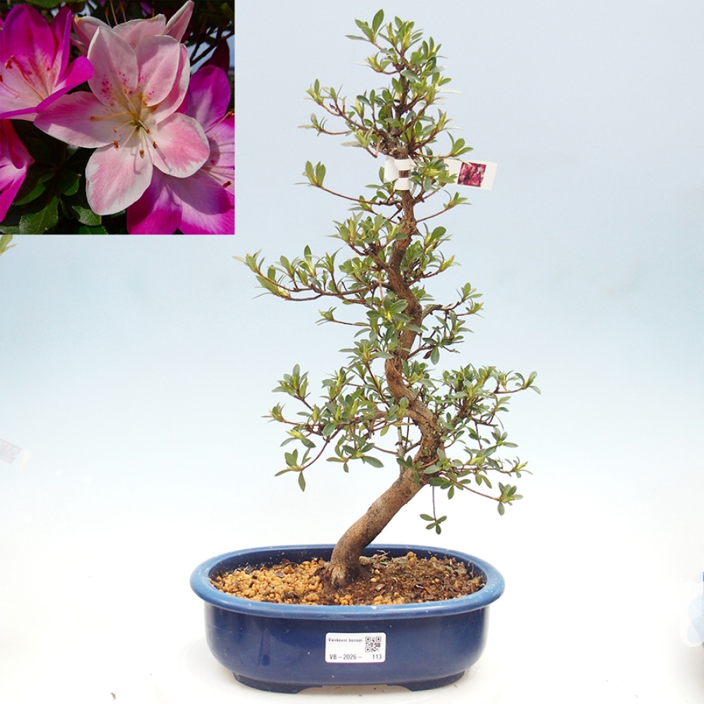 Venkovní bonsai - Japonská azalka - Azalea MURASAKI