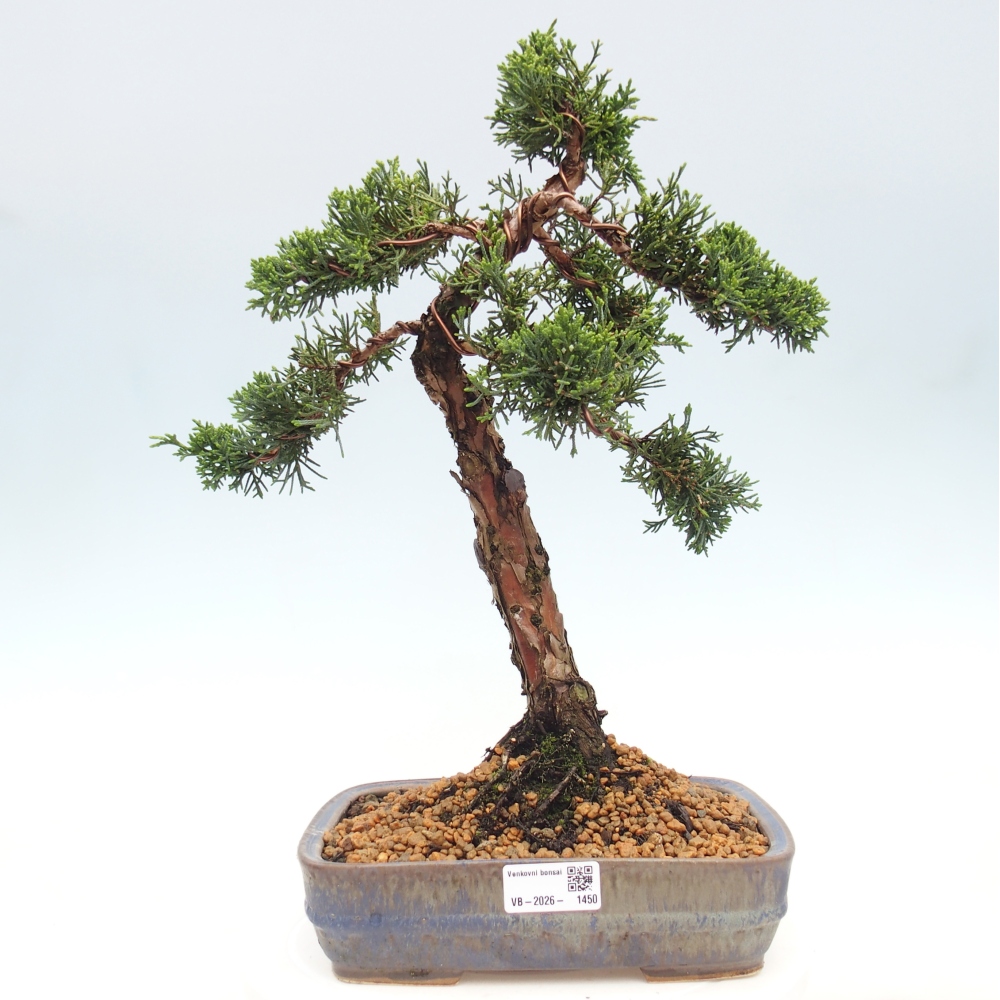 Venkovní bonsai - Juniperus chinensis Kishu -Jalovec čínský