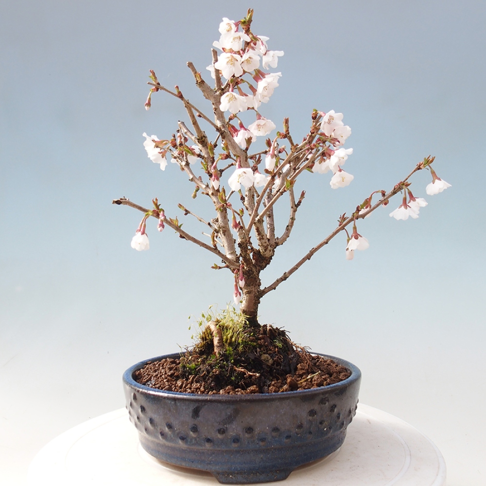 Venkovní bonsai - Prunus incisa Kojou-no mai-Slivoň vyříznutá