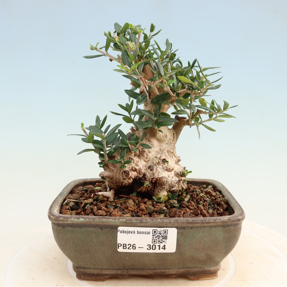 Pokojová bonsai - Olea europaea sylvestris -Oliva evropská drobnolistá