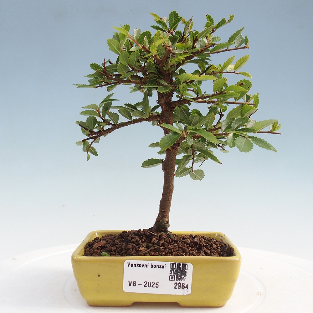 Venkovní bonsai - Ulmus parvifolia Sagei - Malolistý jilm