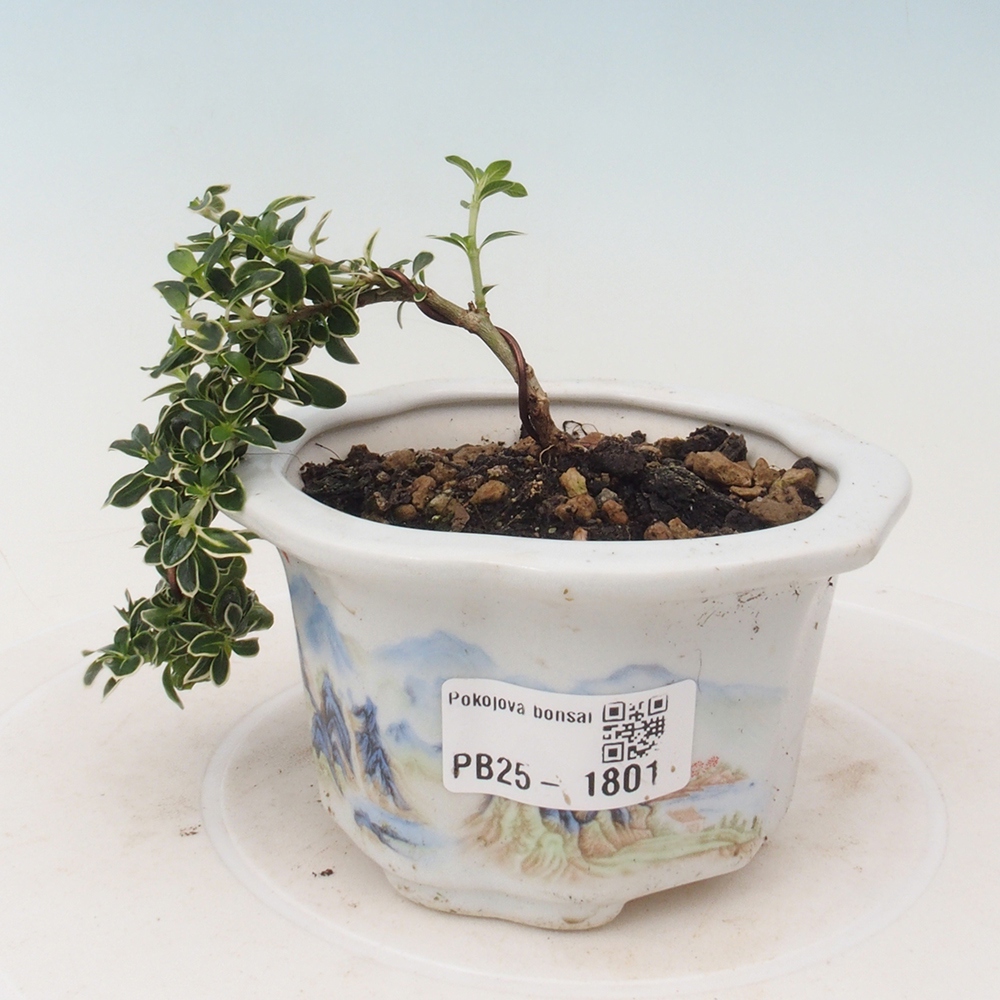 Pokojová bonsai - Serissa foetida Variegata - Strom tisíce hvězd