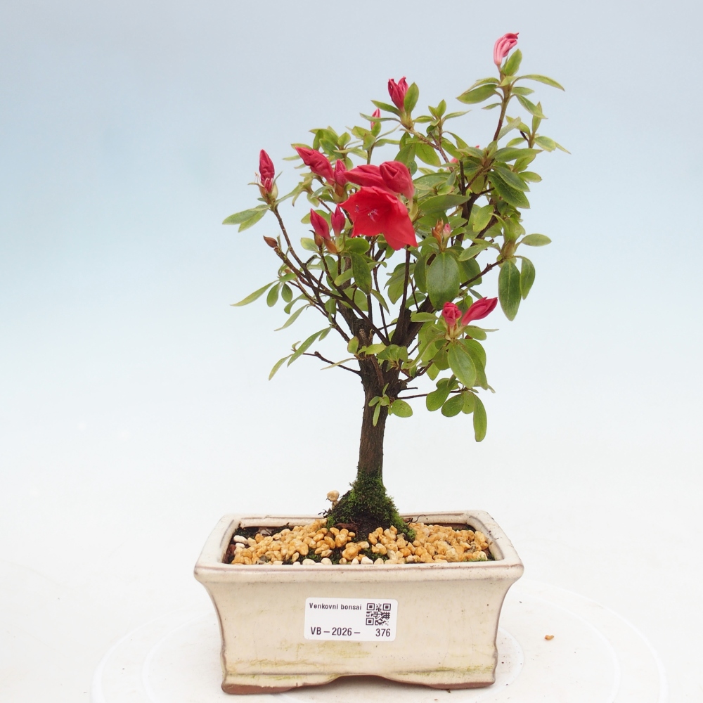 Venkovní bonsai - Japonská azalka - Azalea sp.