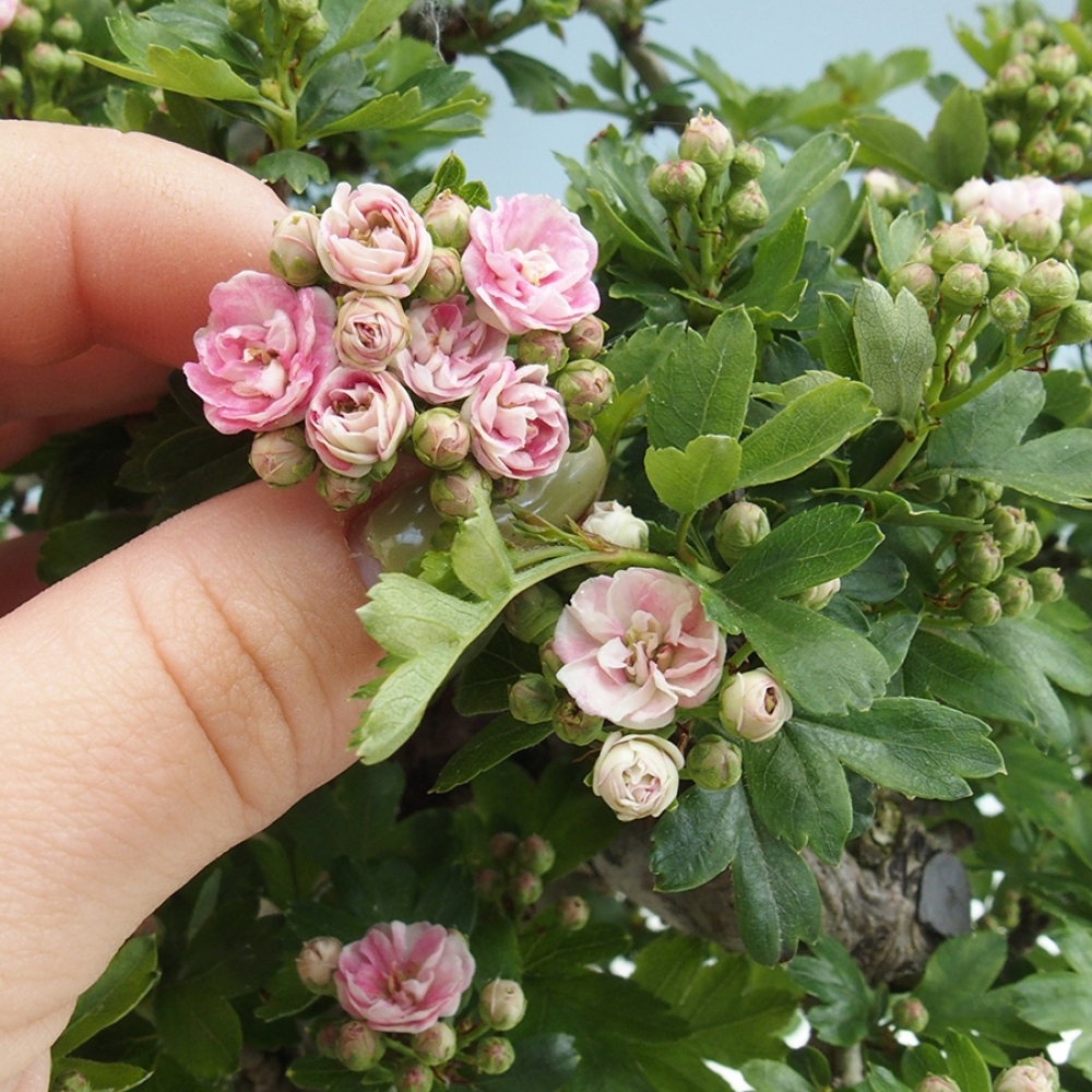 Venkovní bonsai - Hloh  - Crataegus laevigata Paula