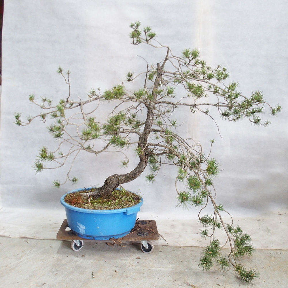 Yamadori - Pinus sylvestris 