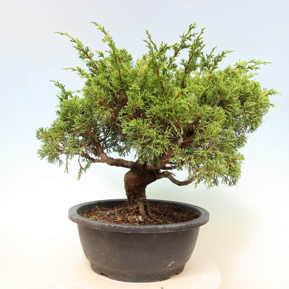 Venkovní bonsai - Juniperus chinensis Itoigawa-Jalovec čínský