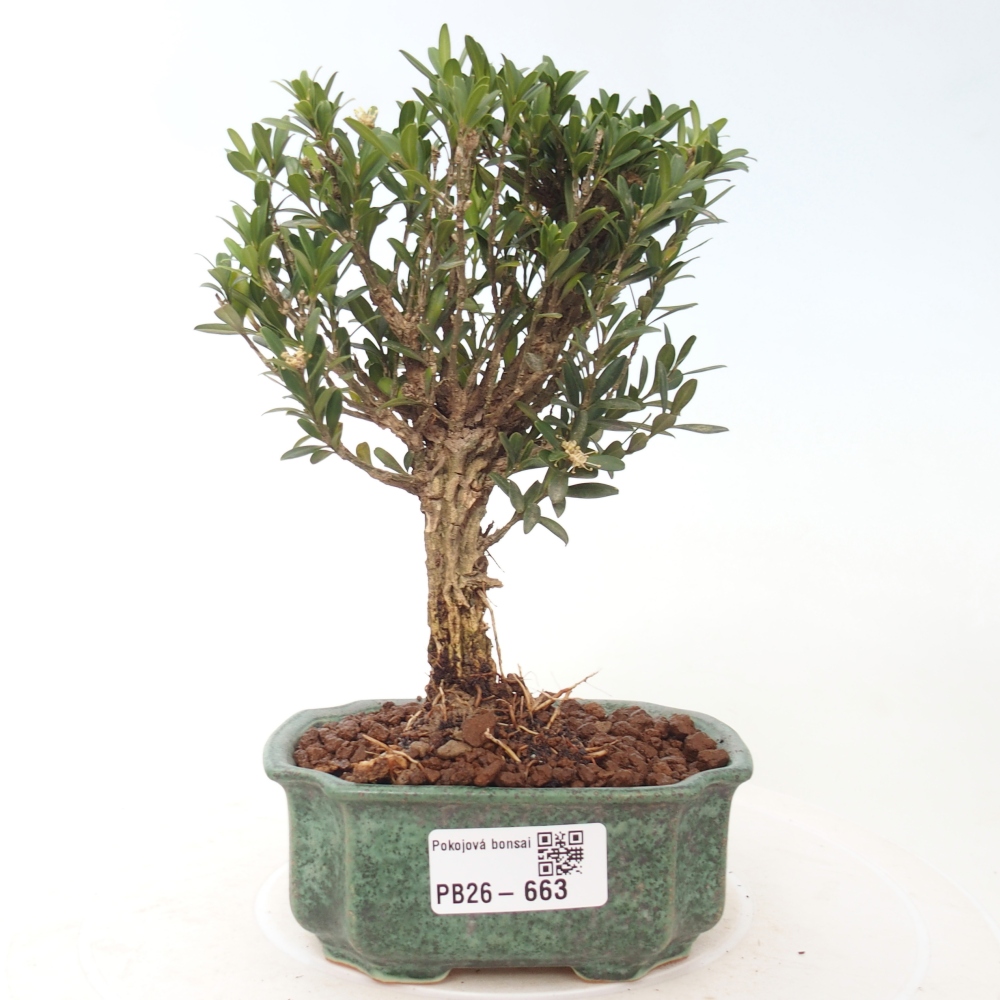Pokojová bonsai - Buxus harlandii -korkový buxus