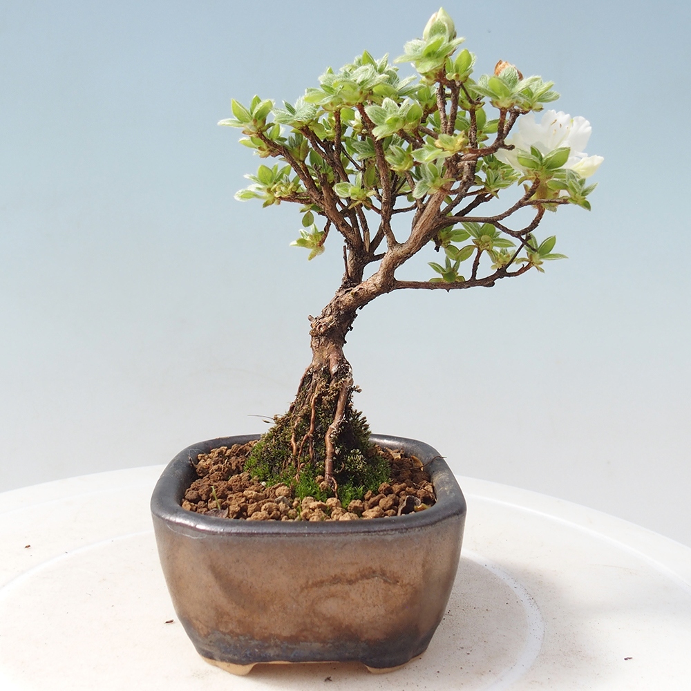 Venkovní bonsai - Rhododendron indicum - Japonská azalka