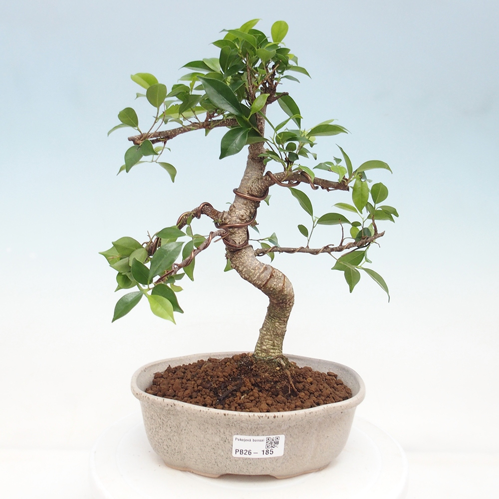 Pokojová bonsai - Ficus retusa -  malolistý fíkus