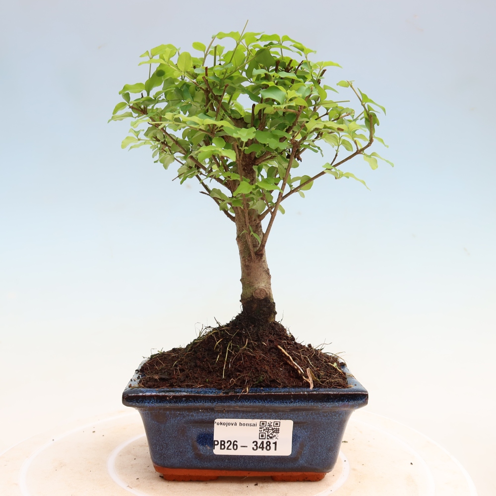 Pokojová bonsai -Ligustrum chinensis - Ptačí zob