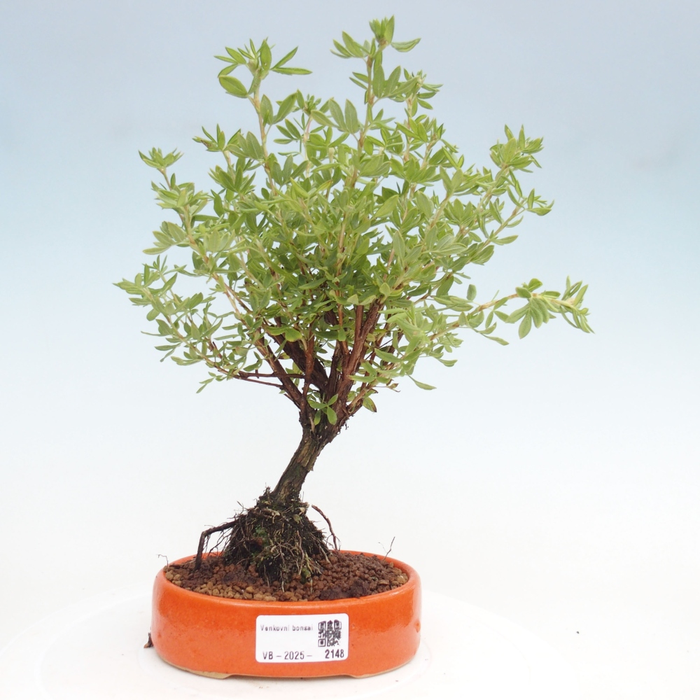 Venkovní bonsai-Mochna křovitá - potentila fruticosa yellow Bird