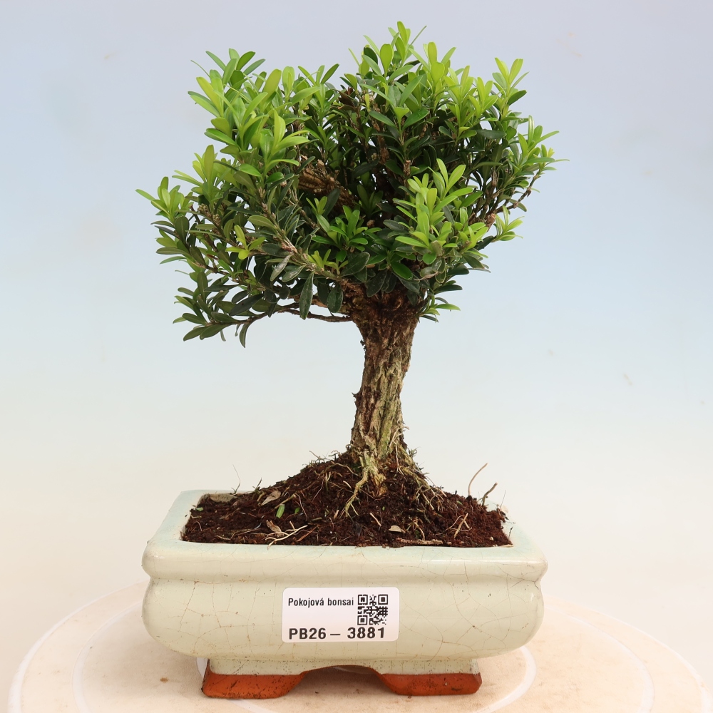 Pokojová bonsai - Buxus harlandii -korkový buxus