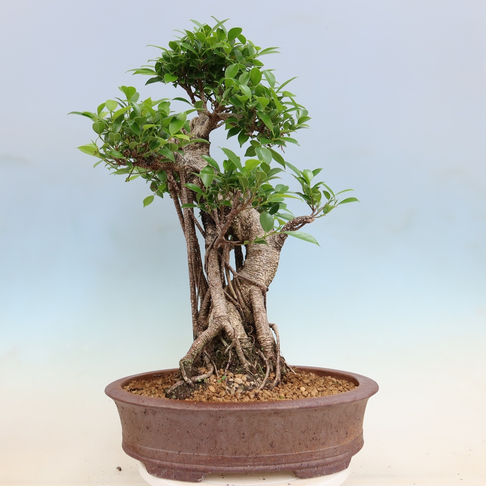 Pokojová bonsai - Ficus kimmen -  malolistý fíkus