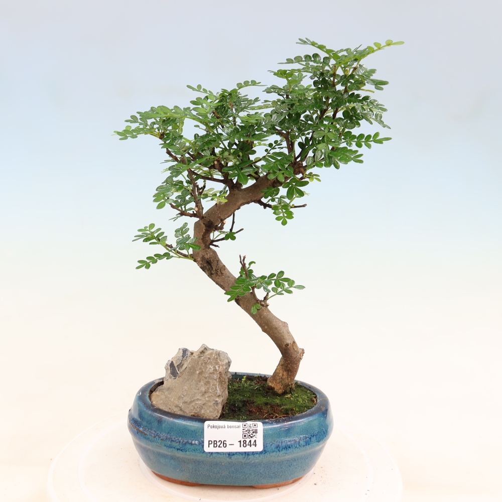 Pokojová bonsai - Zantoxylum piperitum - Pepřovník