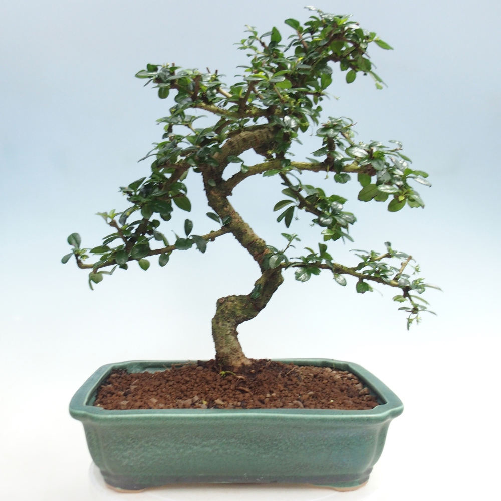 Pokojová bonsai - Carmona macrophylla - Čaj fuki