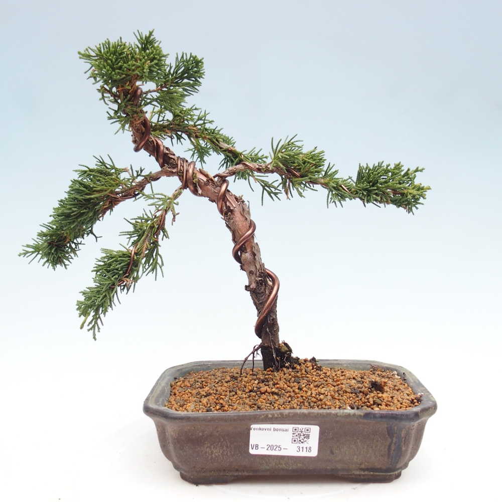 Venkovní bonsai - Juniperus chinensis Kishu -Jalovec čínský