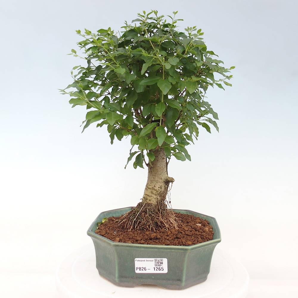 Pokojová bonsai -Ligustrum chinensis - Ptačí zob