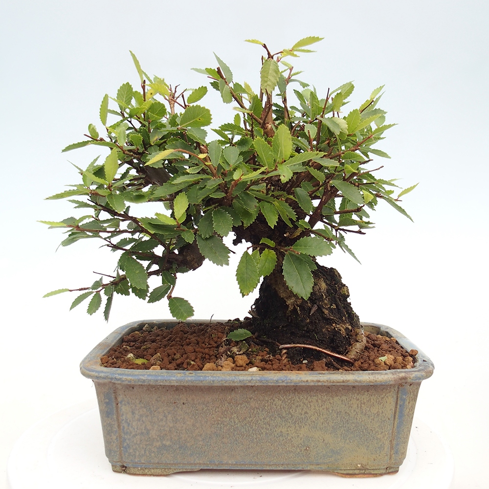 Venkovní bonsai - Zelkova - Zelkova NIRE