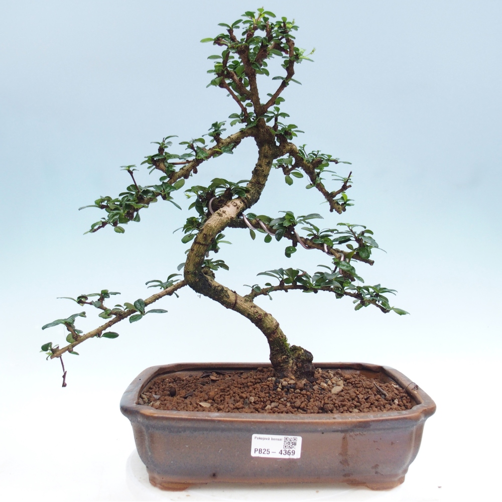 Pokojová bonsai - Carmona macrophylla - Čaj fuki