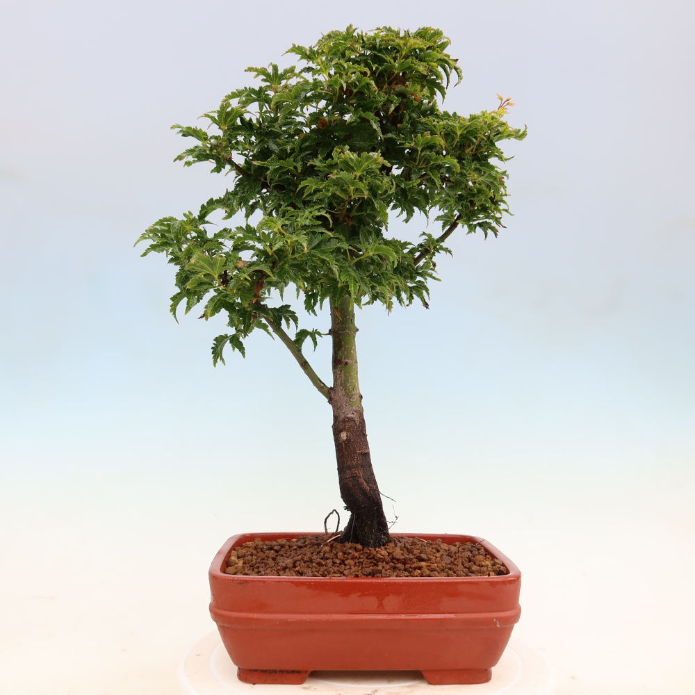 Venkovní bonsai -Javor dlanitolistý Acer palmatum Shishigashira