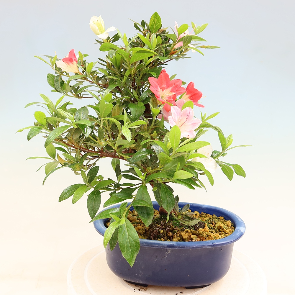 Venkovní bonsai - Japonská azalka - Azalea CHIHIRO