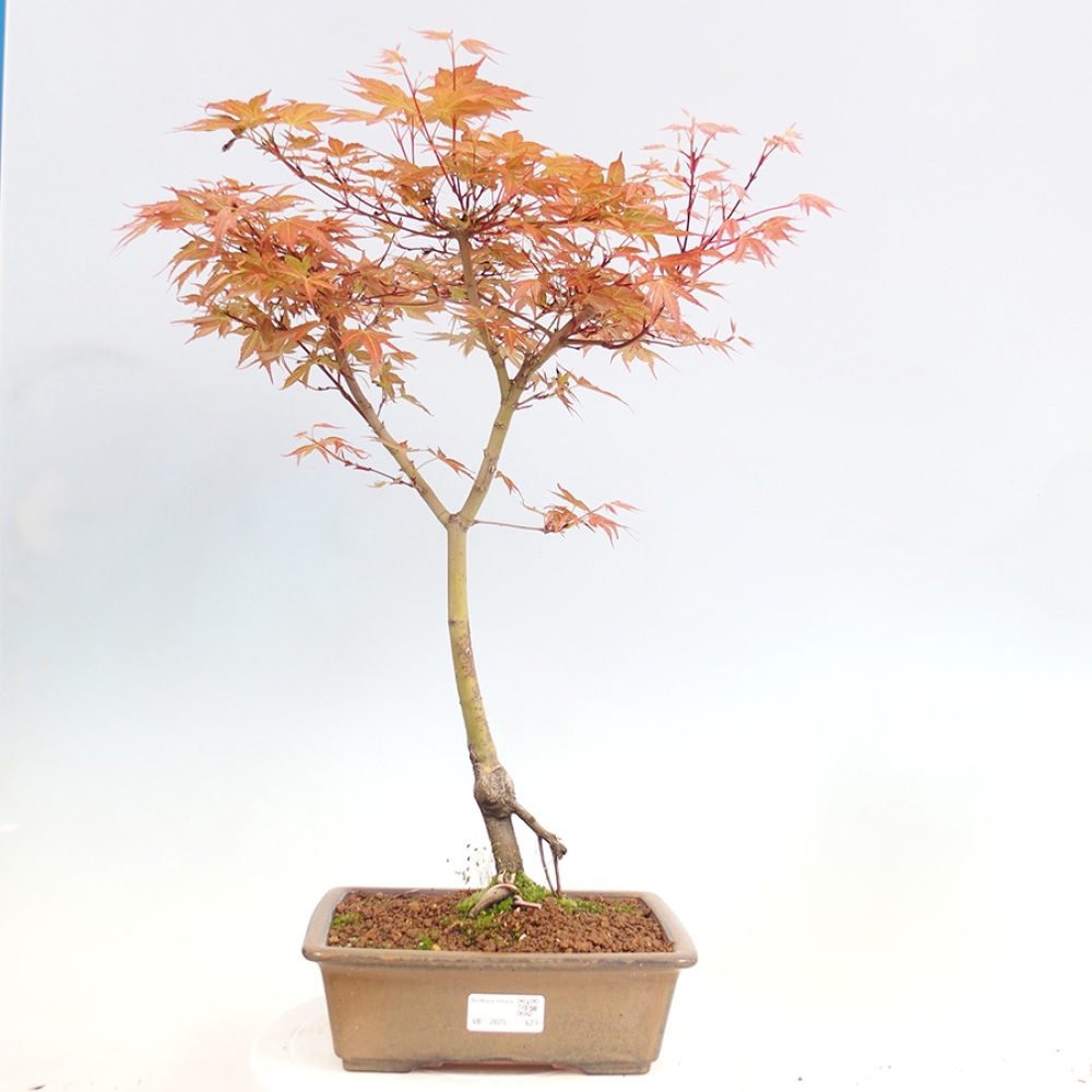 Javor dlanitolistý - Acer palmatum Beni Tsukasa
